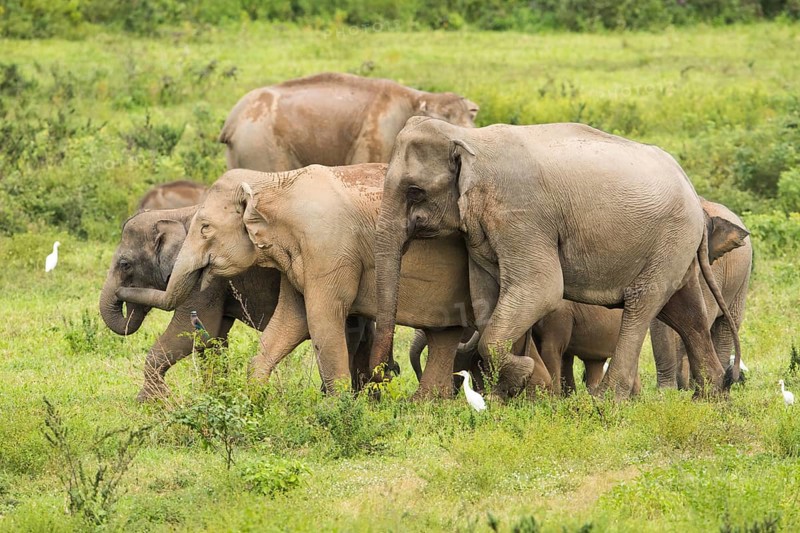 Indian elephants (Elephas maximus indicus), Khiri Khan, Hua Hin, Kui Buri National Park, Thailand, Asia