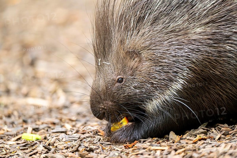 Old World porcupines (Hystrix cristata), Germany, Europe