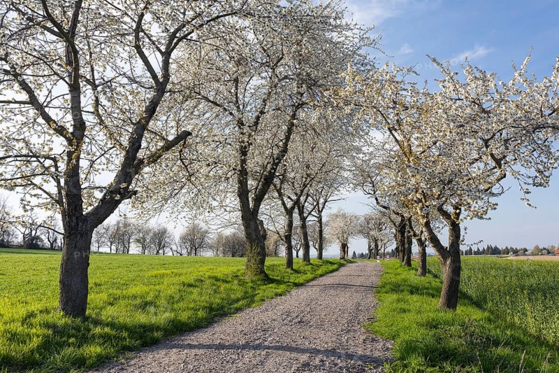 Old cherry tree avenue (Prunus) in bloom, Klipphausen, Saxony, Germany, Europe