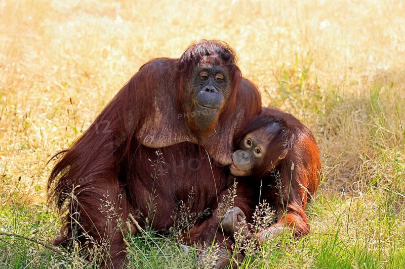 Borneo Orang Utan (Pan Paniscus), adult, female, mother, juvenile, suckling, on ground, social behaviour, endangered species, captive, Borneo, Malaysia, Asia