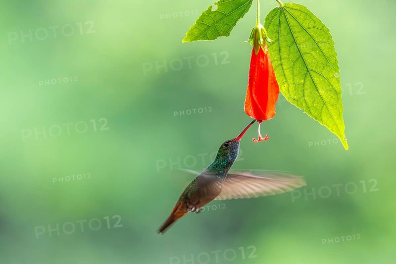 Brown-tailed Amazon (Amazilia tzacatl), Hummingbird (Trochilidae), Swiftbirds (Apodiformes), Laguna del Lagarto Lodge, Alajuela, Costa Rica, Central America