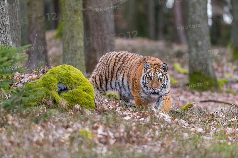 One young female Siberian Tiger, Panthera tigris altaica, running thru a forest