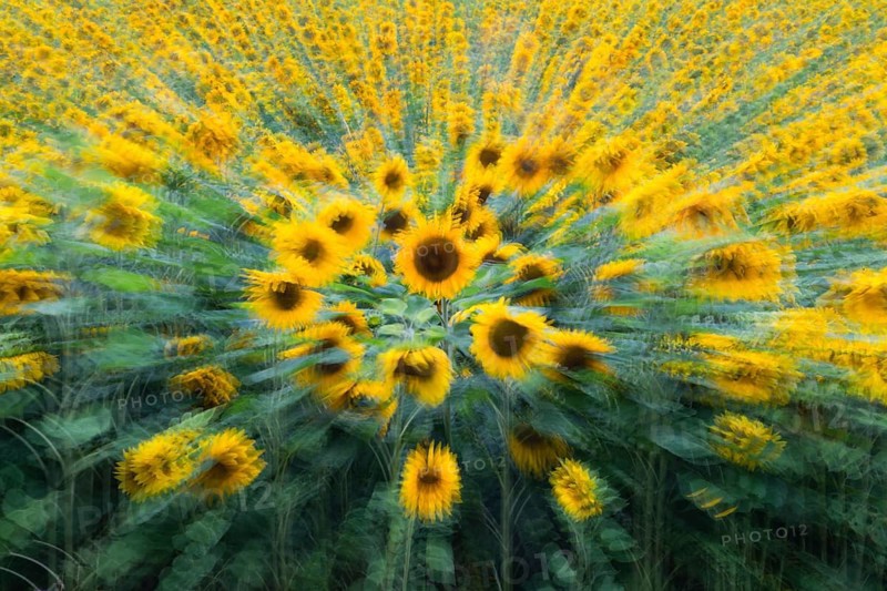 Sunflowers (Helianthus annuus), an abstract image of a crop of flowering plants, Hesse, Germany, Europe