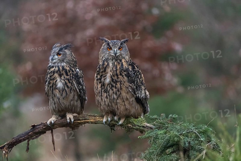 One female and one male Eurasian Eagle Owl, Bubo bubo, perched on a branch. A forest in autumn colors in the background