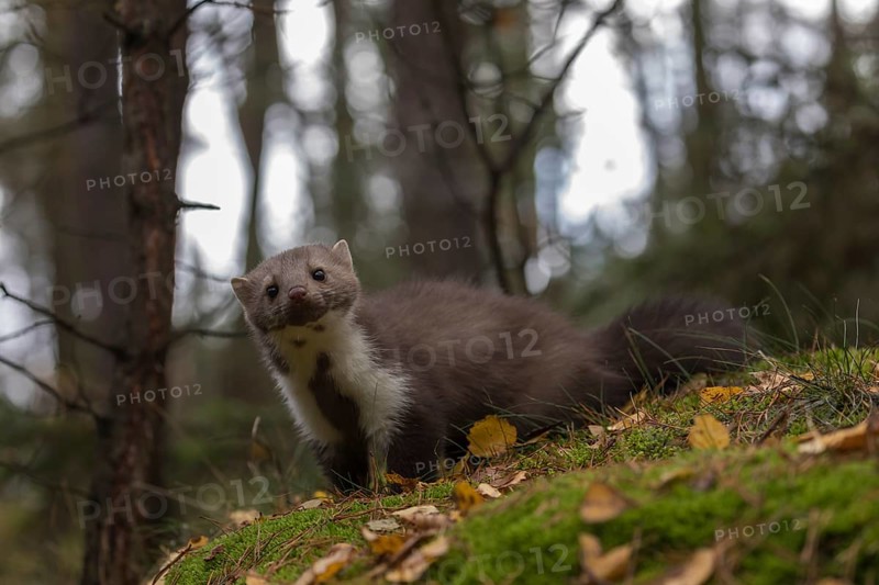One beech marten (Martes foina) running thru a forest of pines. Trees and undergrowth around