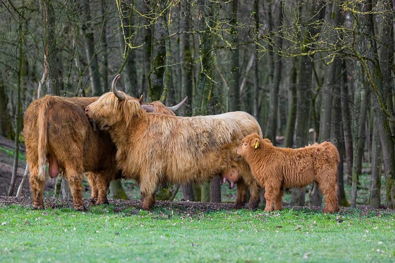 A family of Highlands (Bos (primigenius), a bull, a cow and a calf stand at a forest edge