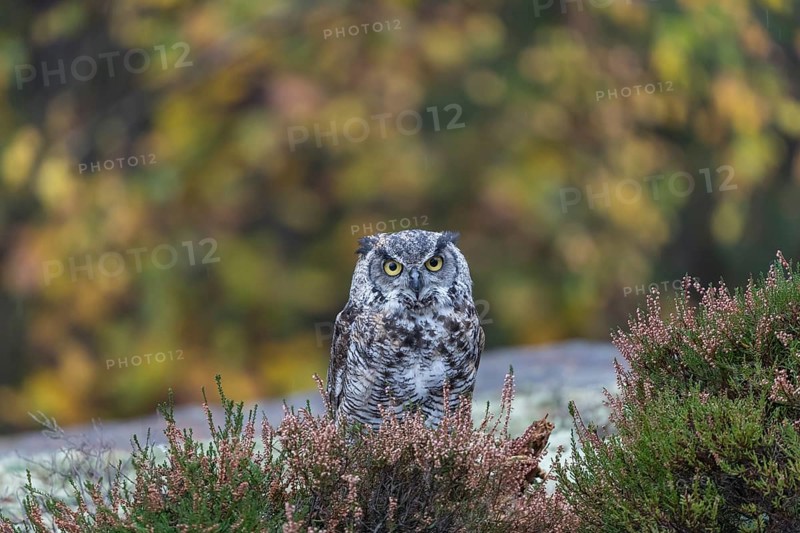 One adult Great horned owl (Bubo virginianus) sitting on the ground between heather. A forest in green and yellow autumn colors in the background