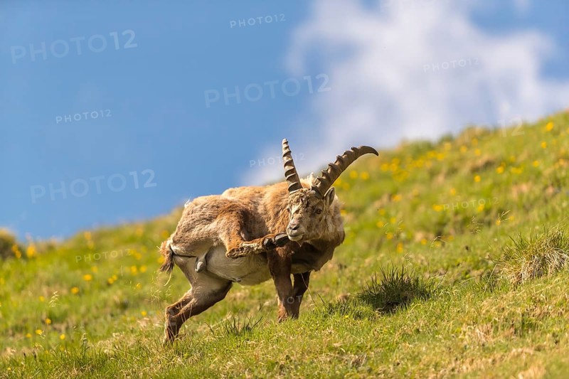 Oneyoung adult ibex (Capra ibex) standing on a steep green meadow with blue sky in the background, and scratching hmself, on 2500 m sea level in the Hohe Tauern National Park