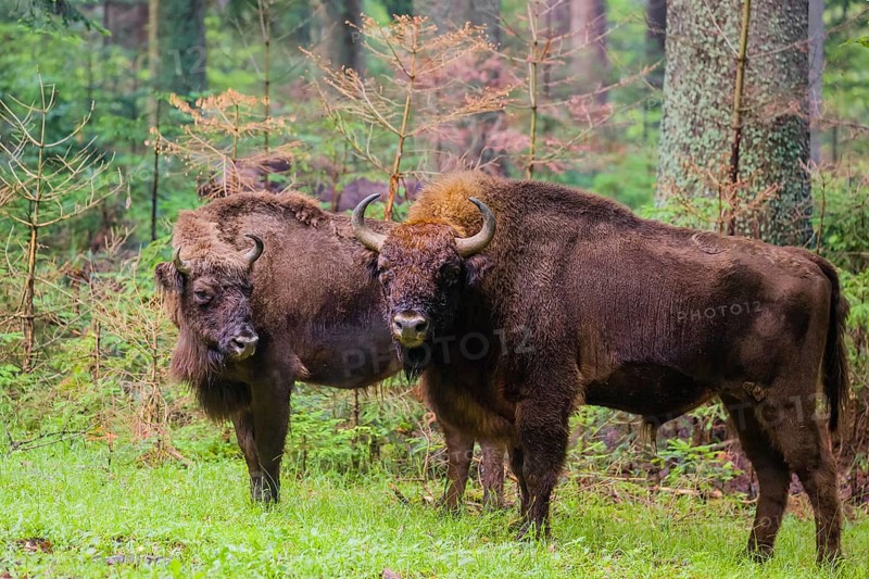 An adult male and female European bison (Bison bonasus) stand in a clearing in a dense forest