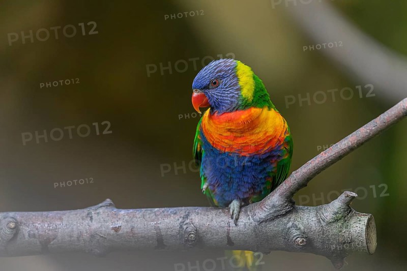 One Rainbow lorikeet (Trichoglossus moluccanus) sitting on a branch. Green vegetation in the background
