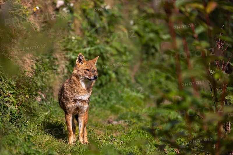 One golden jackal (Canis aureus) walking through dense green vegetation