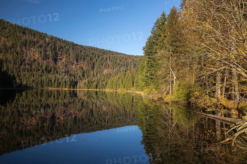 Lake Großer Arbersee in autumn. The surrounding forest is reflected in the mirror like surface of the lake