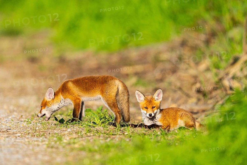 Fox (Vulpes vulpes) puppies Germany