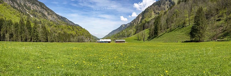Flowering dandelion meadow (Taraxacum), Trettachtal near Oberstdorf, Allgäu, Bavaria, Germany, Europe