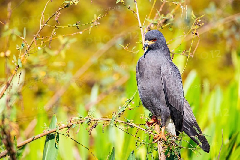 Snail Buzzard (Rostramus sociabilis) Pantanal Brazil
