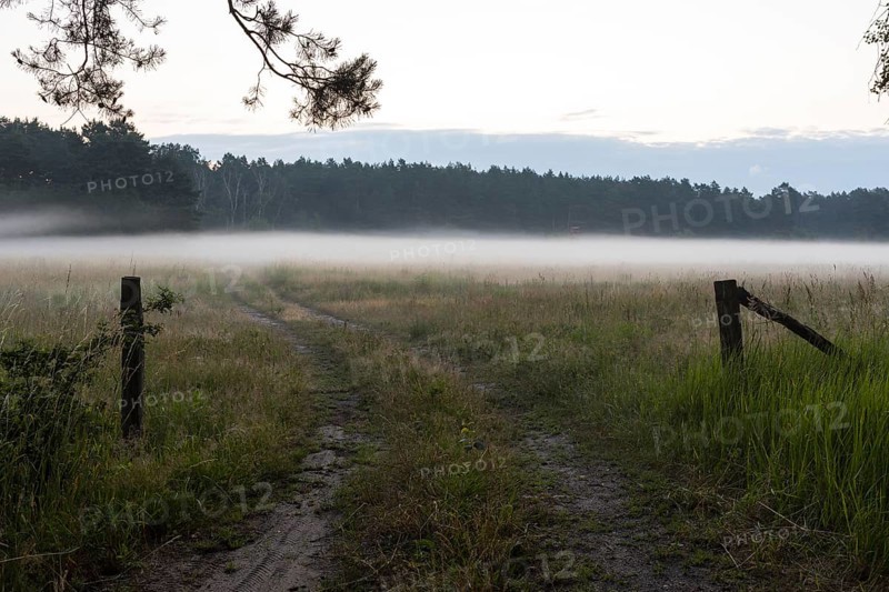 Morning fog over a meadow, meadow path in the Lusatian Lakeland, Elsterheide, Saxony, Germany, Europe