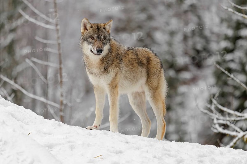 A young grey wolf (Canis lupus lupus) runs across the sloping, snow-covered meadow at the edge of a forest on a cold, cloudy day