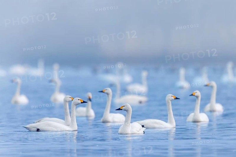 Bewick's swans, tundra swan (Cygnus bewickii) flock swimming in lake in early morning mist in winter