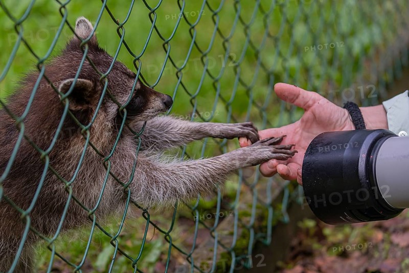One captive young Raccoon, Procyon lotor, standing behind a fence, playing with a photographers hands