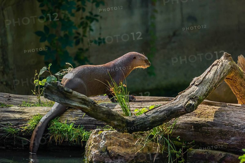 A giant otter or giant river otter (Pteronura brasiliensis) eats fish on a rotten tree trunk