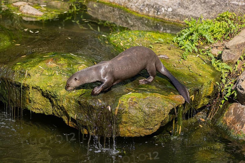 One giant otter or giant river otter (Pteronura brasiliensis) standing on a mossy rock in a creek above a little cascade
