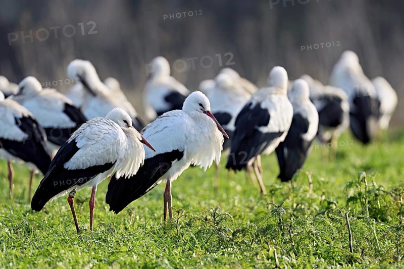 White storks (Ciconia ciconia), large flock standing in a meadow, Flachsee, Canton Aargau, Switzerland, Europe