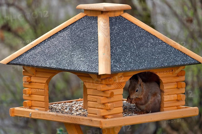 Eurasian red squirrel (Sciurus vulgaris), sitting in bird house and eating bird food, Stuttgart, Baden-Württemberg, Germany, Europe