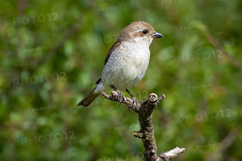 Red-backed shrike (Lanius collurio) wbl Germany