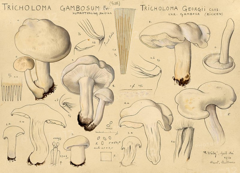 Mushroom, Mushrooms, May mushroom, St George's mushroom, Tricholoma gambosum, authentic reproduction of an illustration by Hans Walty (1868-1948) from about 1915, historical