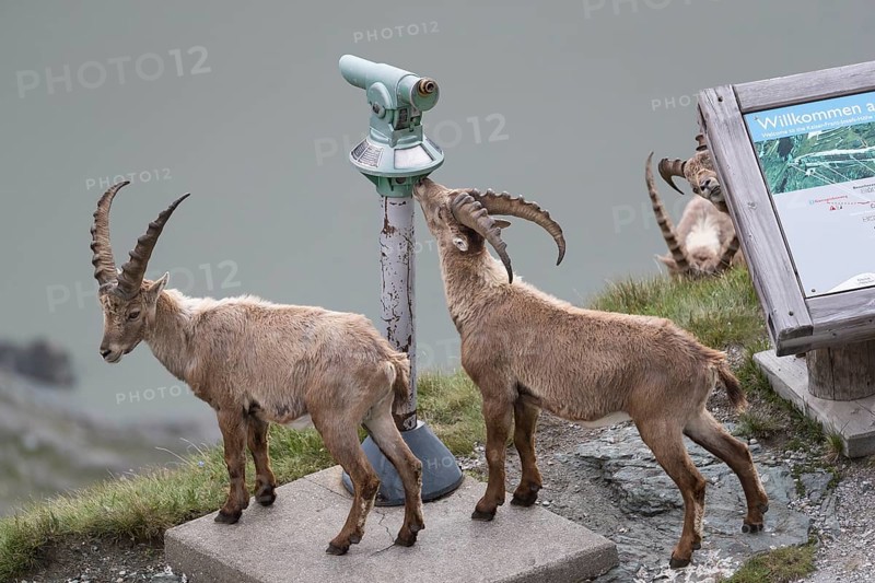 Some ibex (Capra ibex) walking along the Grossglockner High Alpine Road, looking interested on the information sign and the Monocular, behave like tourists. On 2500 m sea level in the Hohe Tauern National Park