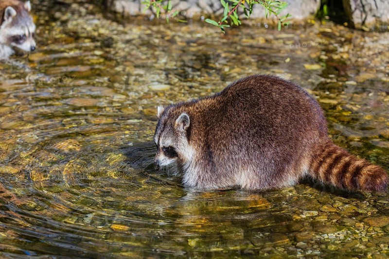 One adult Raccoon, Procyon lotor, stands in the shallow water of a creek searching for food