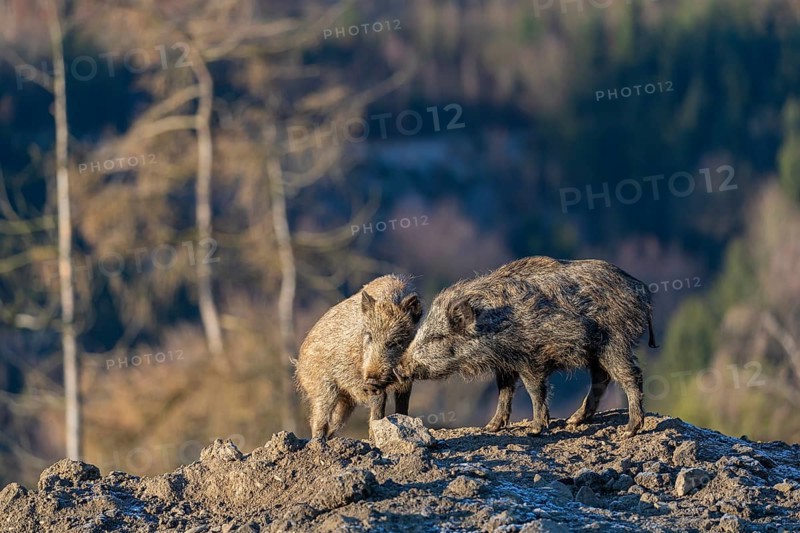 Two young wild boar or wild pig (Sus scrofa) standing on a small hill on an opening. First sweet morning light, a forest in the background