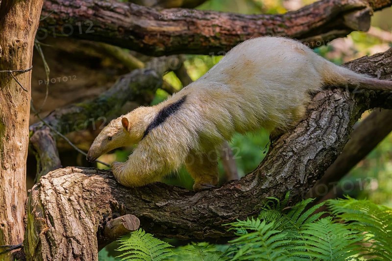 A southern tamandua (Tamandua tetradactyla), climbs in a tree in a forest
