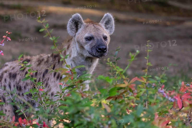 One young adult male spotted hyena (Crocuta crocuta), or laughing hyena standing behind some bushes with green vegetation in the background