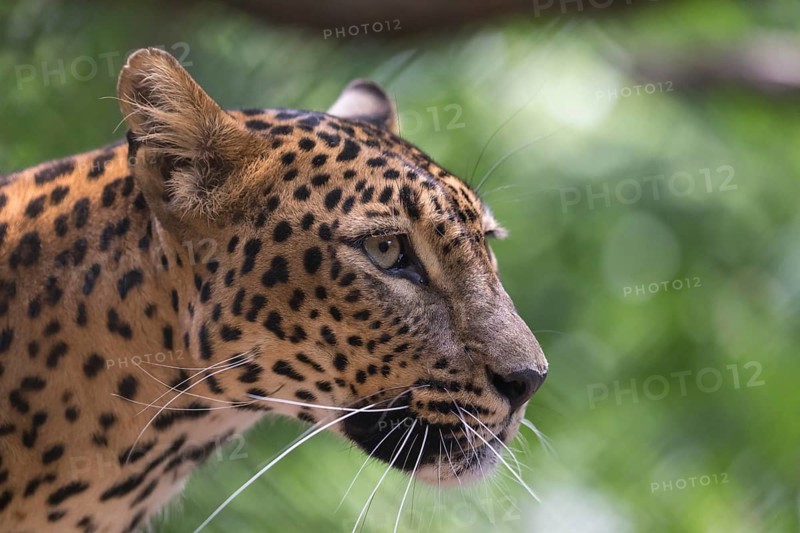 One Sri Lanka Leopard, Panthera pardus kotiya, sideview portrait