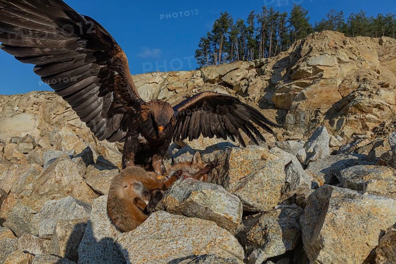 One golden eagle (Aquila chrysaetos) sitting in bright sunlight on a scree slope, feeding on a dead fox. Rocks, trees and blue sky in the background
