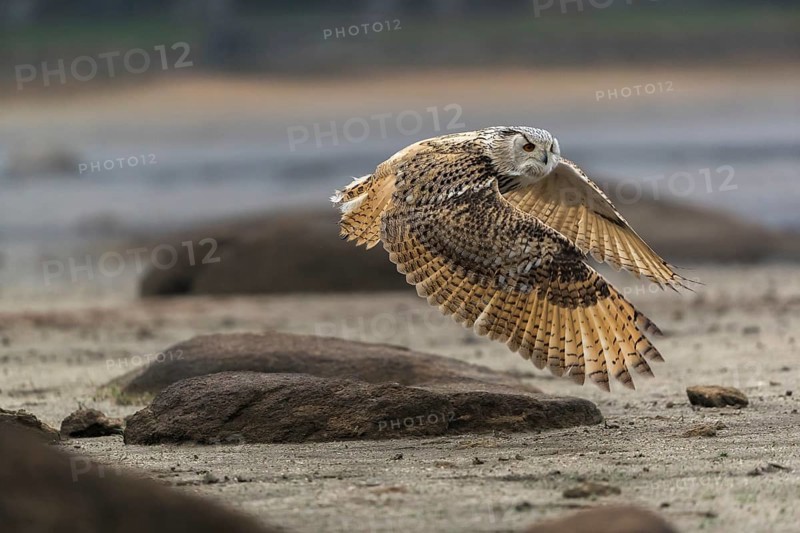 One Siberian Eagle Owl (Bubo bubo sibiricus) flying over a dry lakeshore on an autumnal misty cold morning