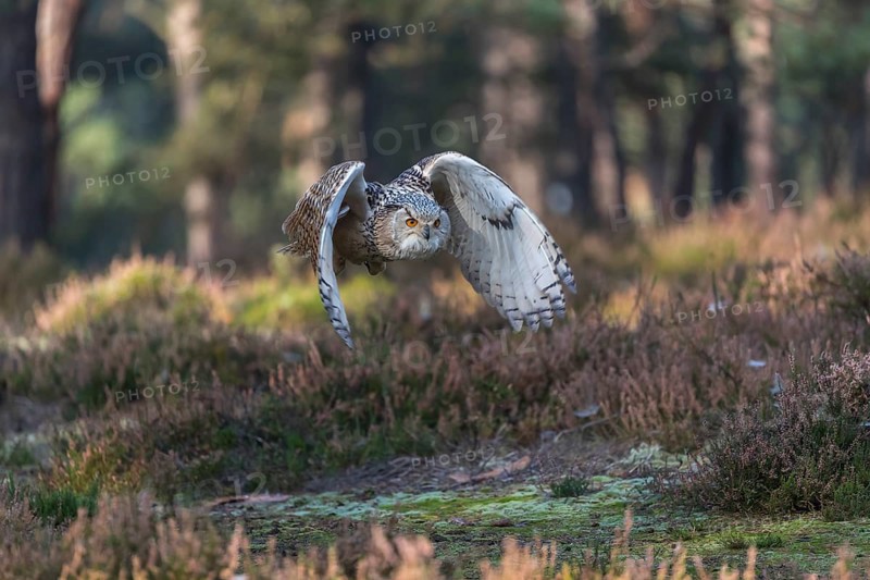 One Siberian Eagle Owl (Bubo bubo sibiricus) flying thru a forest