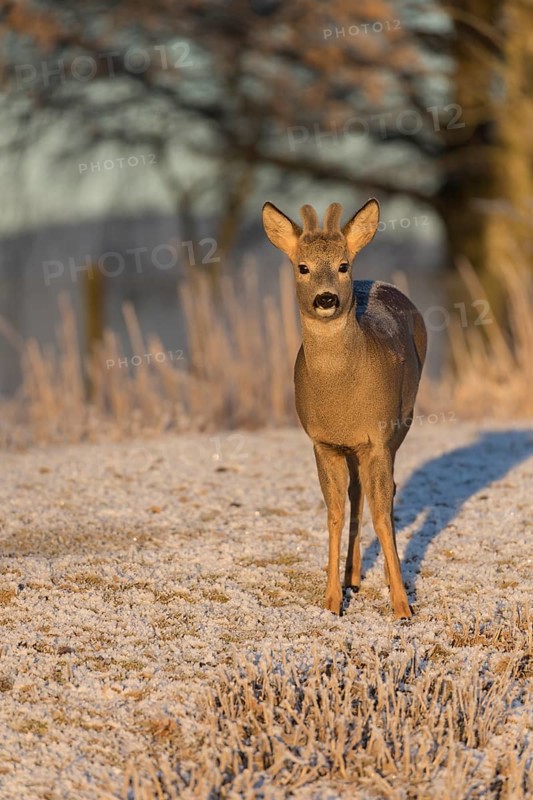 Roe deer on hoar frosted meadow at minus 15 °C at sunrise. Trees and dead stinging nettle in background