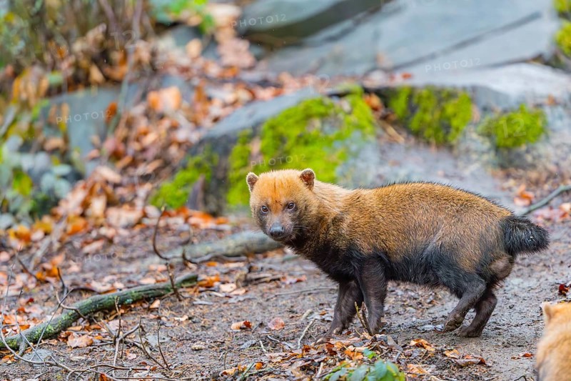 One Bush dog (Speothos venaticus) walking thru deforested area with dead leaves on the hilly ground in a former forest. Near threatened. Suriname, Guyana, Brazil and Peru, South America