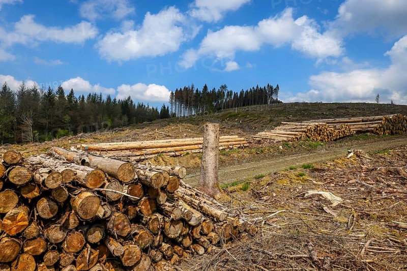 27.04.2022, Hilchenbach, North Rhine-Westphalia, Germany, Forest dieback in the Siegen-Wittgenstein district in the Sauerland, drought and bark beetles damage the spruce trees in the coniferous forest. Dead spruce trees were felled, Europe