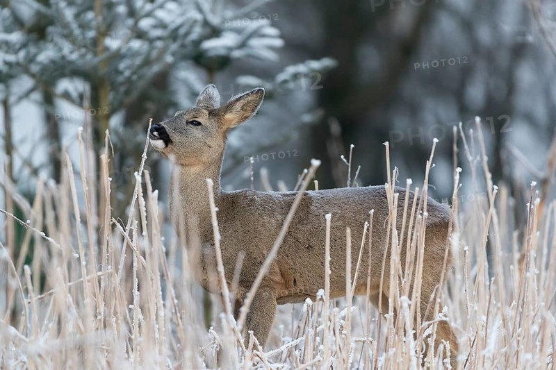 Roe deer standing in hoar frosted dead stinging nettle at minus 15 °C at sunrise. Licking off the hoar frost. Trees and dead stinging nettle in background