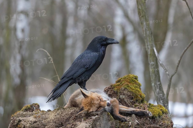 One common raven (Corvus corax), feeding on the carcass of a red fox lying on stones in a forest of birch trees