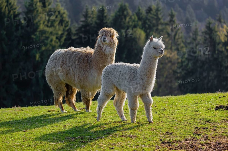 A white adult female Alpaca (Vicugna pacos) and a white young stand on a green meadow . A forest is in the distant background