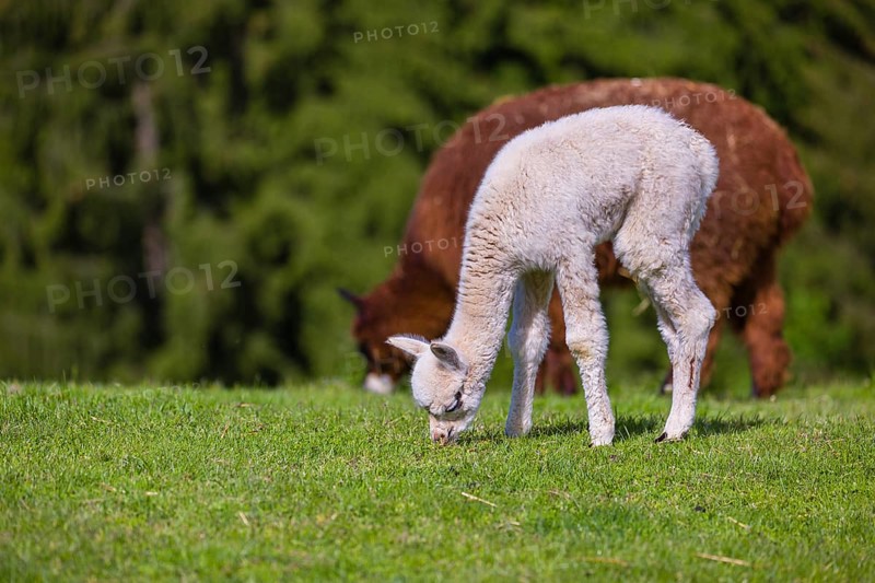 One brown female Alpaca (Vicugna pacos) stands with her young on a fresh green meadow . A green forest in the distant background