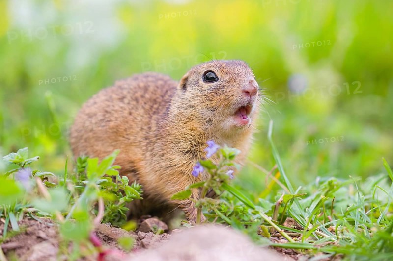 An adult European ground squirrel (Spermophilus citellus) or European souslik sits in green gras