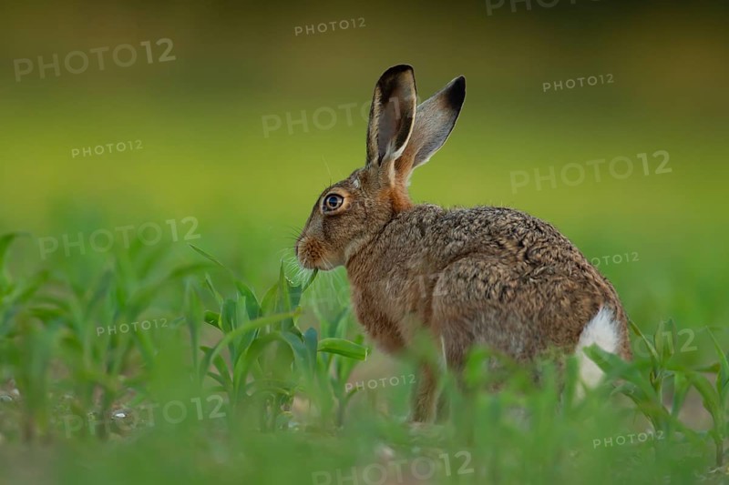 European brown hare (Lepus europaeus) adult animal feeding in a farmland maize field crop in summer, England, United Kingdom, Europe