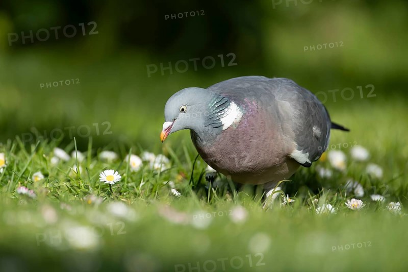 Wood pigeon (Columba palumbus) adult bird on a garden grass lawn with daisy flowers in spring, England, United Kingdom, Europe
