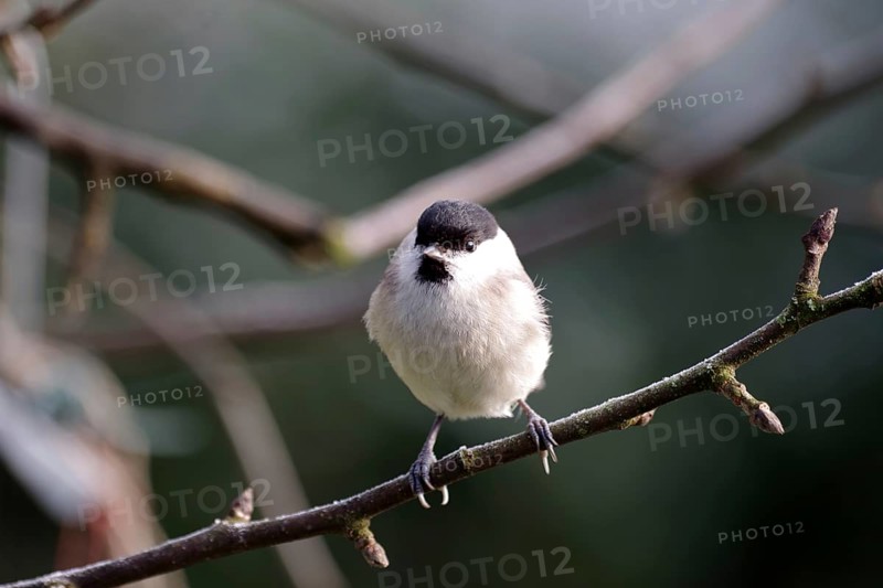 Barn tit (Poecile palustris), songbird, grey, plumage, branch, close-up of a marsh tit with its grey and black feathers