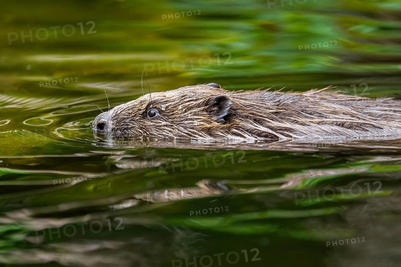 Eurasian beaver (Castor fiber) swimming on a lake, Bavaria, Germany, Europe
